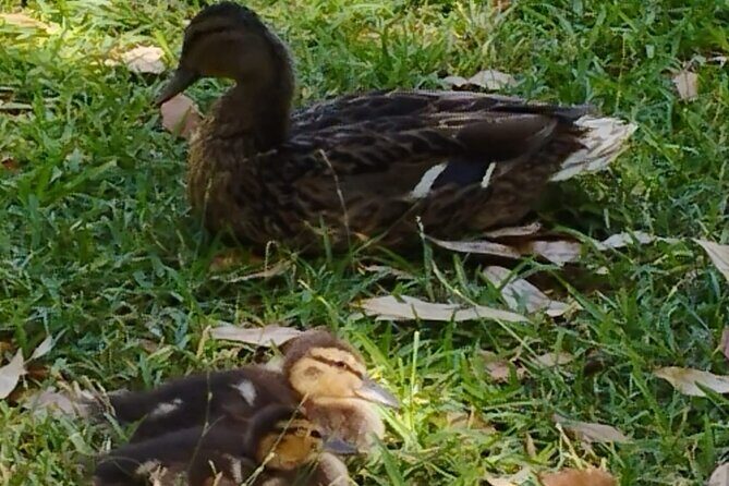 Private tour to the Royal Palace. - Who Is This Tour Best For?