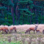 Private Tour Veluwe National Park and Kröller Müller Museum - The Kröller Müller Museum