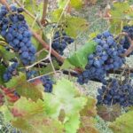 PRIVATE TOUR: Volterra & San Gimignano with Lunch & Wine Tasting Experience - Who is This Tour Best Suited For?