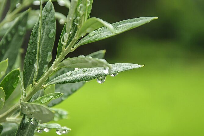 Private Traditional Olive Grove and Dragon Fruit Farm Tour - The Experience: What Makes It Special