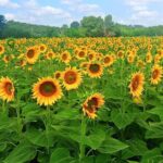 PRIVATE TRANSFER: from Assisi to Florence with stops in Cortona & Montepulciano - Exploring Cortona