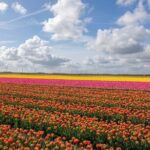 Private Transfer from Brussels to Amsterdam - A Closer Look at the Experience