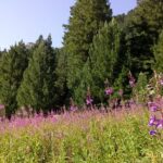 Private Trekking in Rila Mountains and Mt Mousala from Sofia - Guides, Flexibility, and the Experience