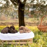 Private Truffle Hunting in Slovenia with meal - Zdenko Tartufi - Who Would Love This Experience?