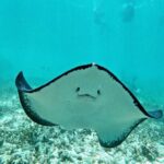 Private Tulum mayan ruins & Snorkel with Turtles in Akumal Adventure - What’s Included and What’s Not