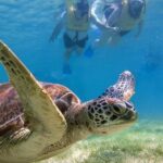 Private Tulum Ruins, Turtles in Akumal and Cenote Adventure - Value and Practicalities