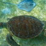 Private Turtles & Cenotes Adventure - What This Tour Offers: A Deep Dive