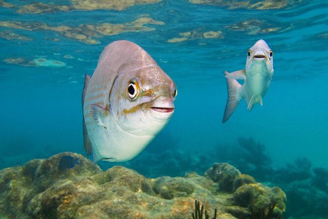 Private Turtles Express - Who Is This Tour Best For?