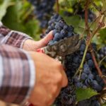 Private visit to the cellars of Etna with wine tasting - Who Should Consider This Tour?