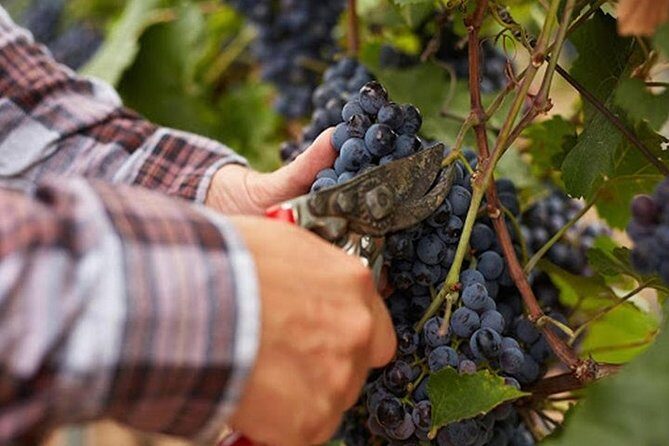 Private visit to the cellars of Etna with wine tasting - Who Should Consider This Tour?