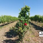 Private Vulture Wine Tour from MATERA with sommelier - The Itinerary in Detail