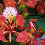 PRIVATE Welcome to Key West Walking Tour - What Makes This Tour Special? A Closer Look at the Itinerary