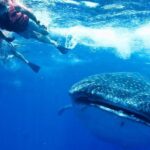 Private Whale shark Ecofriendly tour from Cancun - The Sum Up