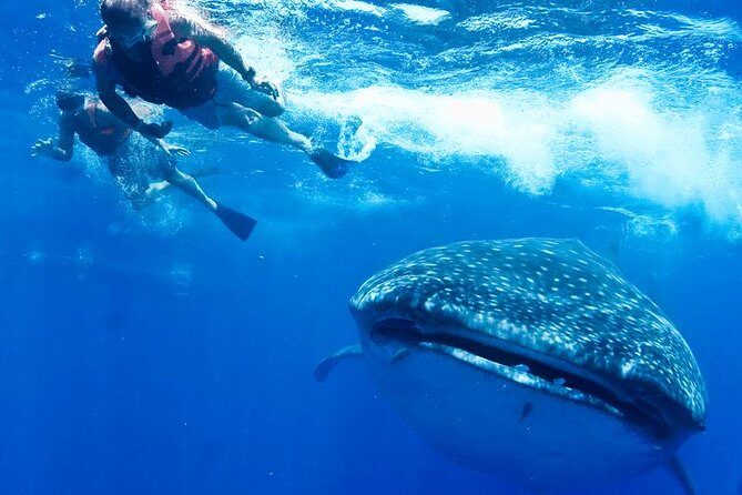 Private Whale shark Ecofriendly tour from Cancun - The Sum Up