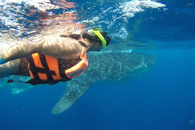 Private Whale Shark Tour from Cancun - What Makes This Tour Stand Out?