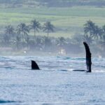 Private Whale Watching Safari from North Shore Oahu - The Value of a Private Experience