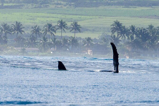 Private Whale Watching Safari from North Shore Oahu - The Value of a Private Experience