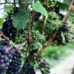 Private Wine & Charcuterie Tour (Customizable) - What’s Included and What’s Not