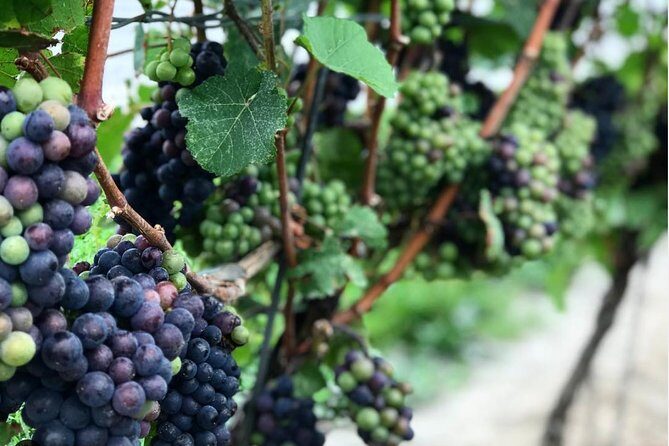 Private Wine & Charcuterie Tour (Customizable) - What’s Included and What’s Not