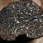 Private Wine & Evo oil tasting with Truffle Meal - An In-Depth Look at the Experience