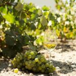 Private Wine Tour in Santorini - Who Is This Tour Best For?