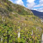 Private Wine Tour: Terraced Vineyards with Alpine view from Milan - Is This Tour Worth the Price?