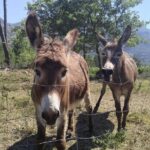 PRIVATE Wine Tour to Konavle country side - The Itinerary: What to Expect