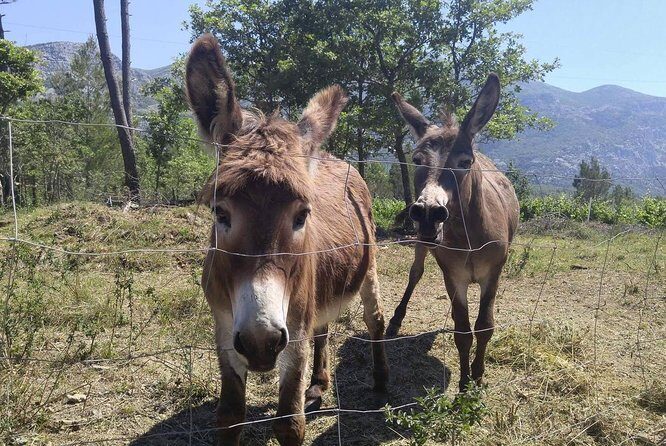 PRIVATE Wine Tour to Konavle country side - The Itinerary: What to Expect