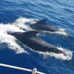 Private Yacht Tour With Whale and Dolphin Watching 33 Foot Boat - Wildlife Watching: What to Expect