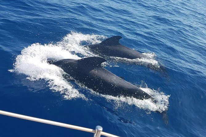 Private Yacht Tour With Whale and Dolphin Watching 33 Foot Boat - Wildlife Watching: What to Expect