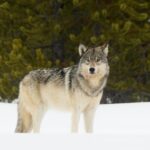 Private Yellowstone Wildlife Sightseeing Tour - How Good Is the Value?