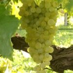 Prosecco Tour and Tasting from Venice - What Makes This Tour Stand Out?