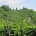 Prosecco Wine Tour (all-inclusive full day with lunch and expert wine guide) - Who Is This Tour Best Suited For?