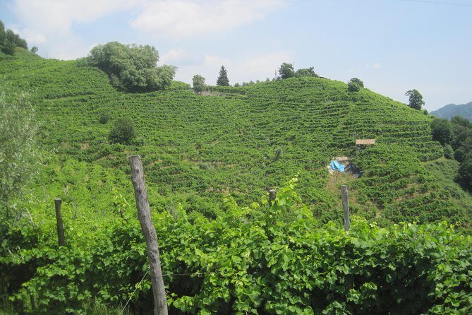 Prosecco Wine Tour (all-inclusive full day with lunch and expert wine guide) - Who Is This Tour Best Suited For?