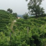 Prosecco Wine Tour. Half-day. From Venice - Details on Transportation and Logistics