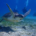 Protaras: Cape Grecko Single Dive for Qualified Divers - Who Will Love This?