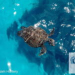 Protaras: Medusa Chill-Out Cruise to Blue Lagoon & Sea Caves - Real Travelers’ Insights