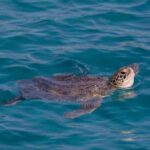 Protaras: Turtle Cove & Blue Lagoon Sunset Cruise - The Stops and What You’ll Experience