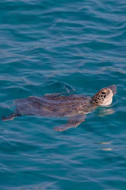 Protaras: Turtle Cove & Blue Lagoon Sunset Cruise - The Stops and What You’ll Experience