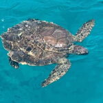 Protaras: Waterworld Turtle Cove Cruise with Swim Stops - Who Should Consider This Tour?