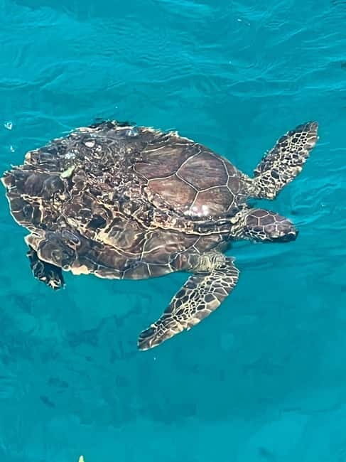 Protaras: Waterworld Turtle Cove Cruise with Swim Stops - Who Should Consider This Tour?