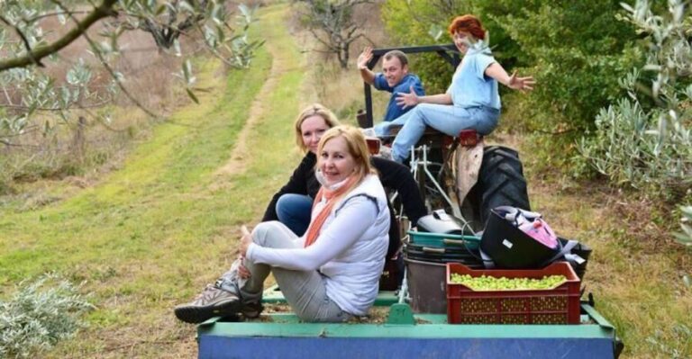 Provence Olive Harvest - Pricing and Value