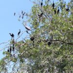 Puerto Escondido: Manialtepec Lagoon by Kayak - Final Thoughts