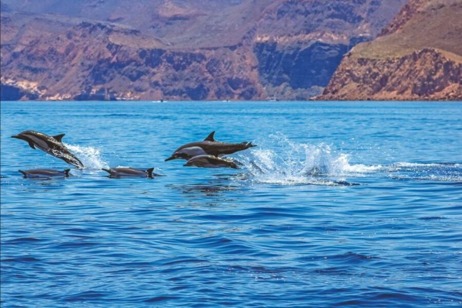 Puerto Rico de Gran Canaria: Premium Dolphin Catamaran Tour - FAQ