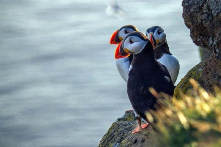 Puffin Explorer - Private Orkney Half-day Tour - Key Points