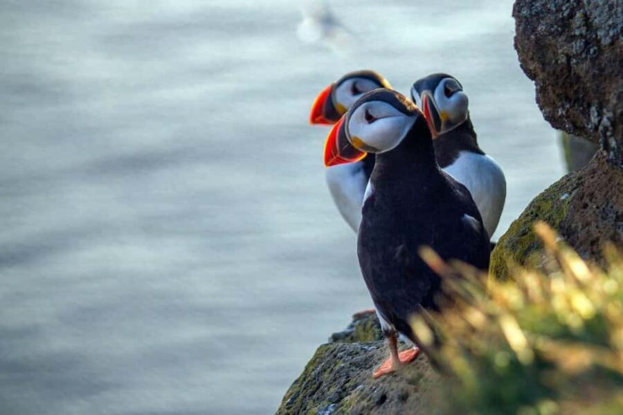 Puffin Explorer - Private Orkney Half-day Tour - Key Points