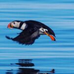 Puffin Express by RIB Speedboat from Reykjavík - Who Is This Tour Best For?