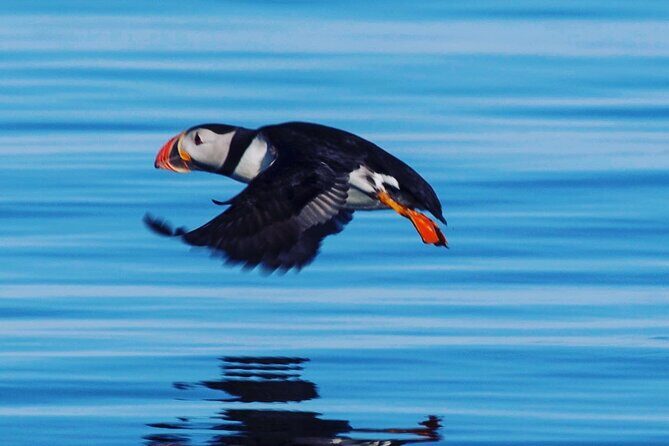 Puffin Express by RIB Speedboat from Reykjavík - Who Is This Tour Best For?