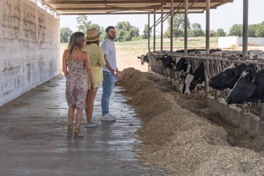 Puglia: Masseria Seppunisi Tour, Cheese, Burrata Tasting - Practical Details and Tips