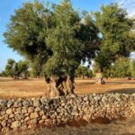 Puglia: Olive Oil Tasting Experience with Olive Grove Walk - What’s Included and What’s Not
